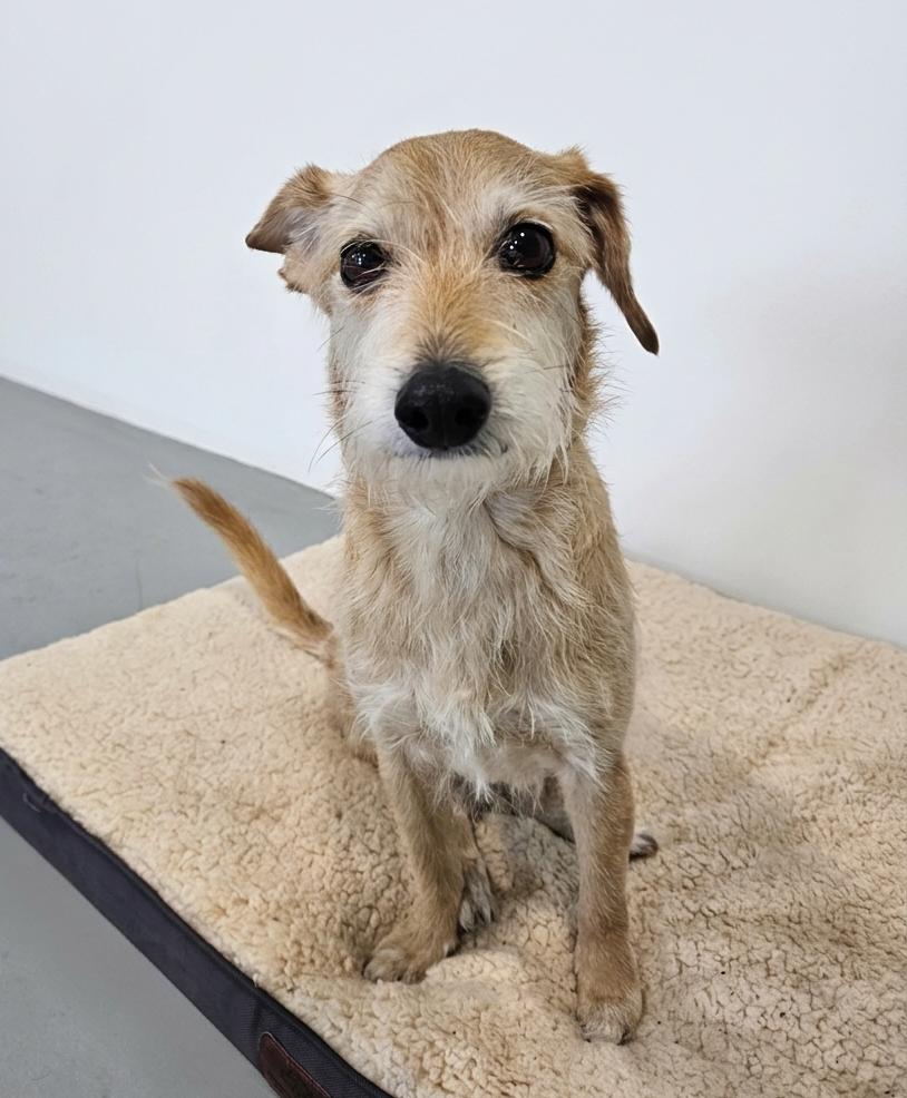 Joey, ADOPTABLE, Senior Male Yorkshire Terrier.