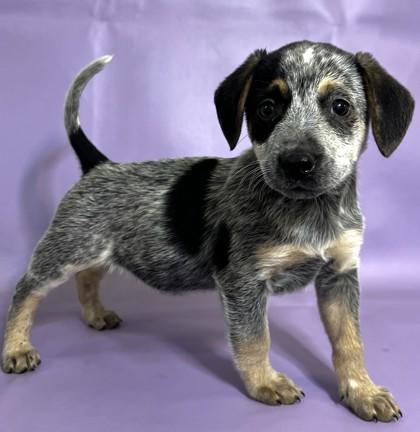 Mudd — thumbnail 2