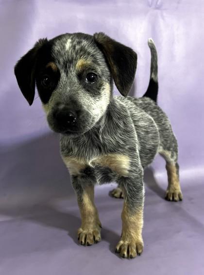 Mudd — thumbnail 3