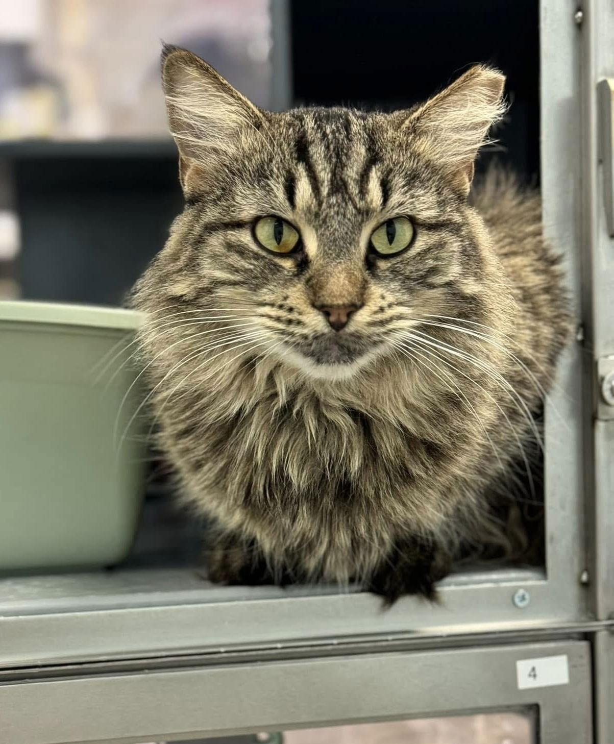 Enlarge Pippa, a Adopted Domestic Long Hair in Glendale, AZ image 1/3