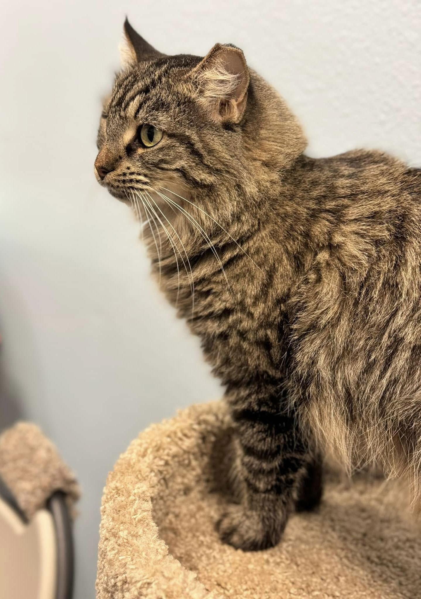 Enlarge Pippa, a Adopted Domestic Long Hair in Glendale, AZ image 2/3
