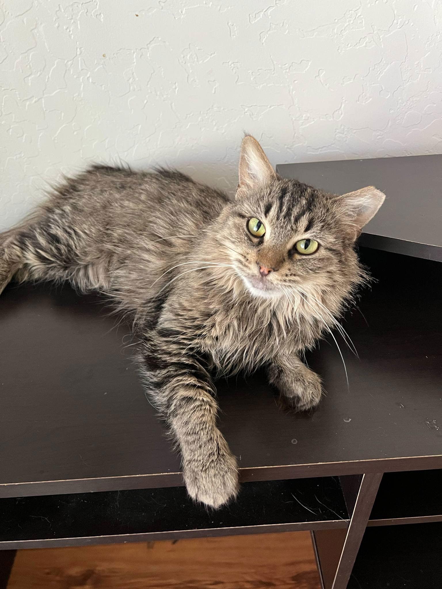 Enlarge Pippa, a Adopted Domestic Long Hair in Glendale, AZ image 3/3