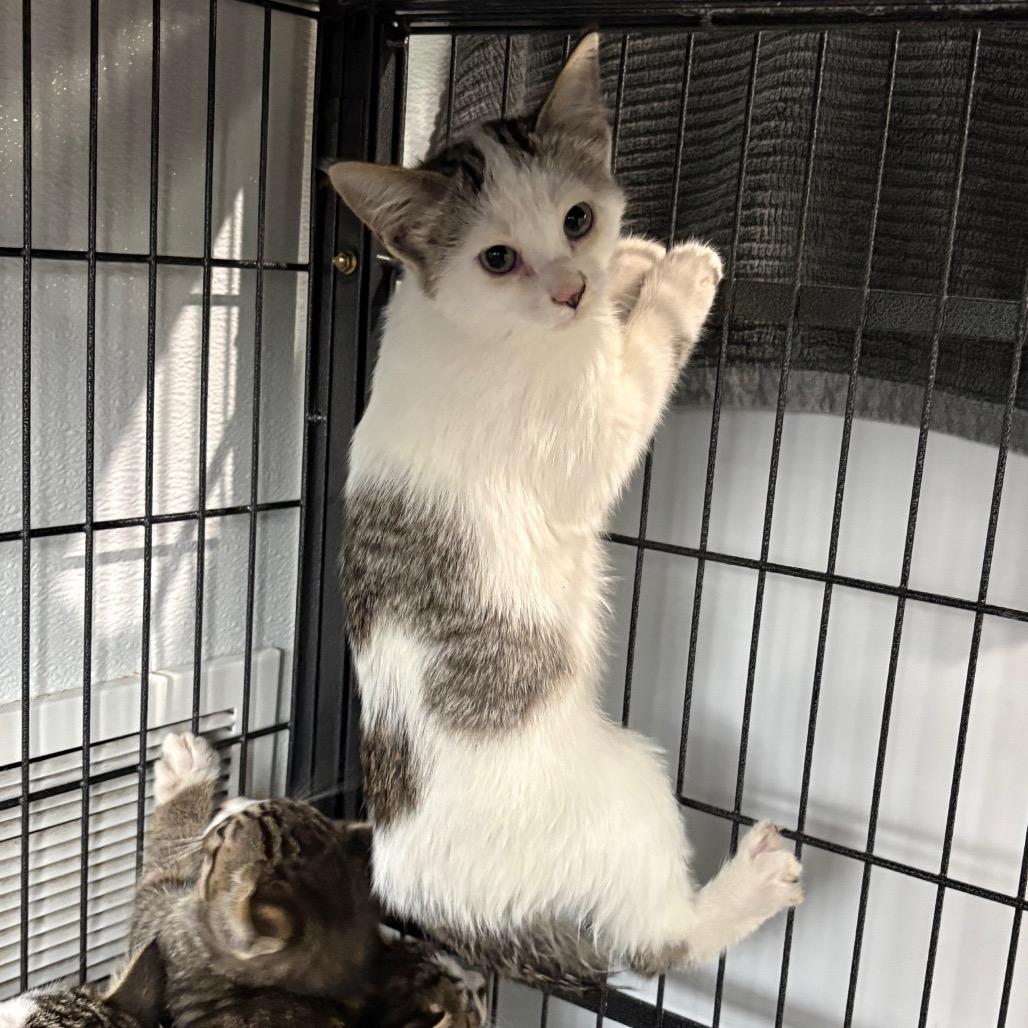 Enlarge Endora, a Adoptable Domestic Short Hair in Crookston, MN image 2/3