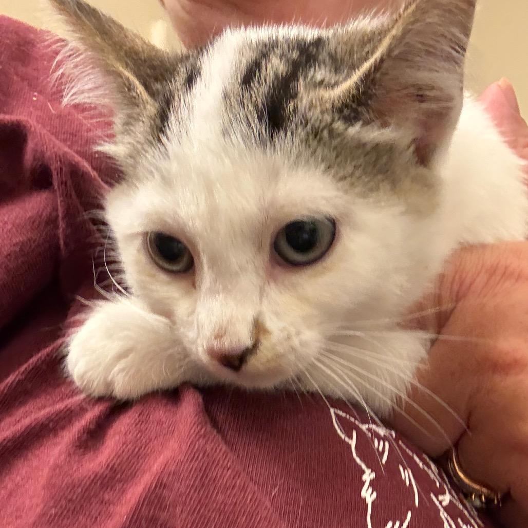 Enlarge Endora, a Adoptable Domestic Short Hair in Crookston, MN image 1/3