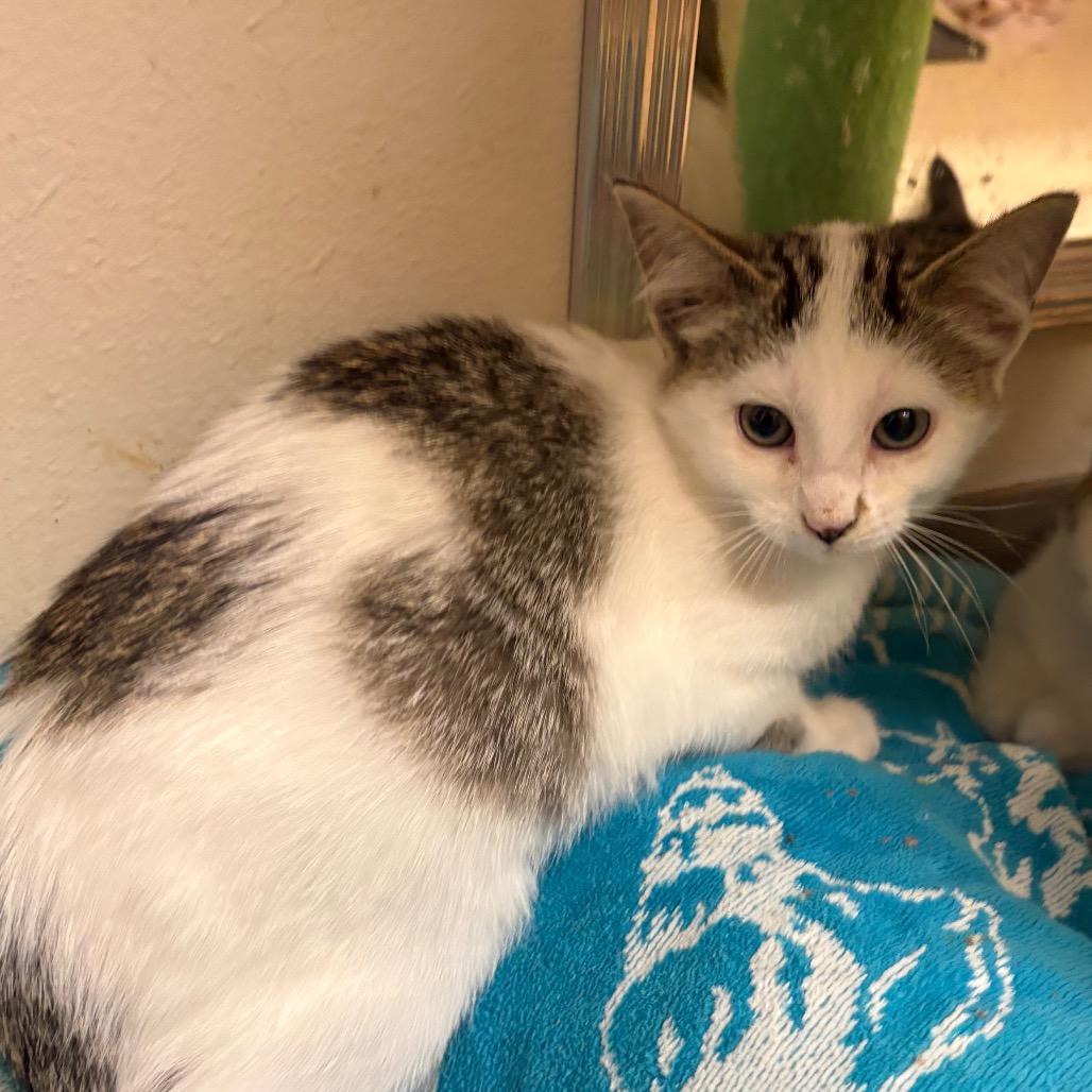 Enlarge Endora, a Adoptable Domestic Short Hair in Crookston, MN image 3/3
