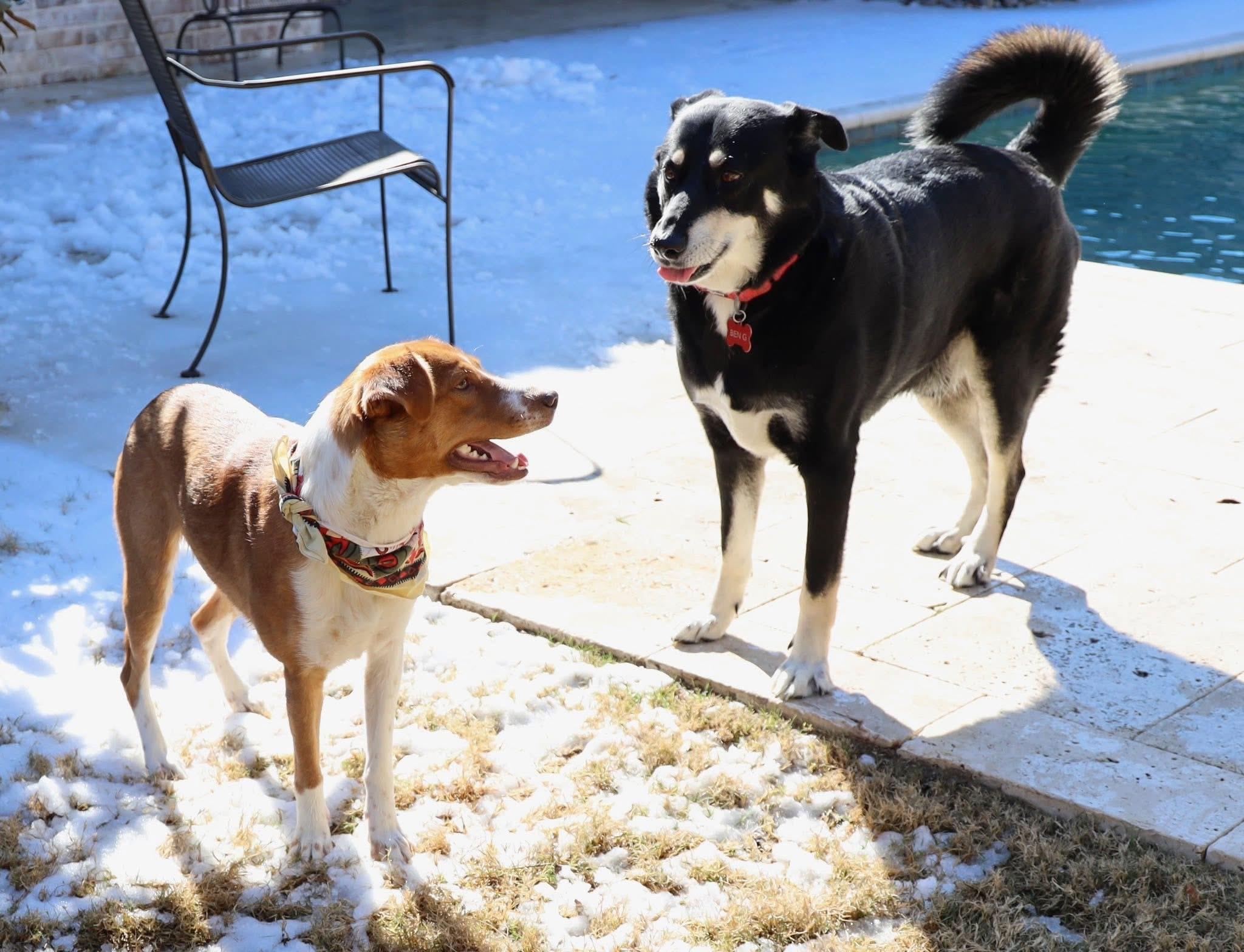Enlarge Mocha, an adopted mixed breed in Keller, TX image 2/5