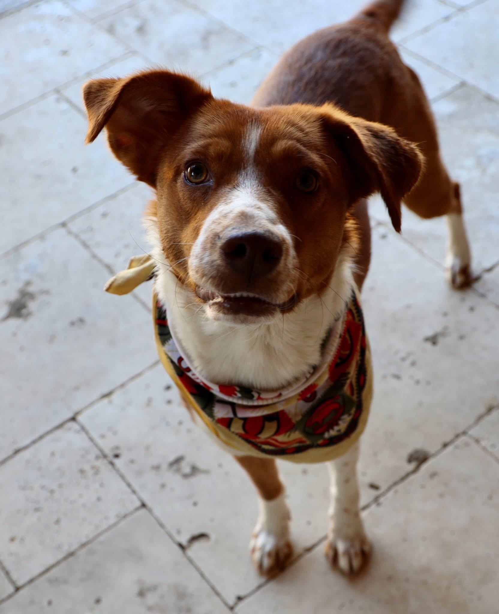 Enlarge Mocha, an adopted mixed breed in Keller, TX image 5/5