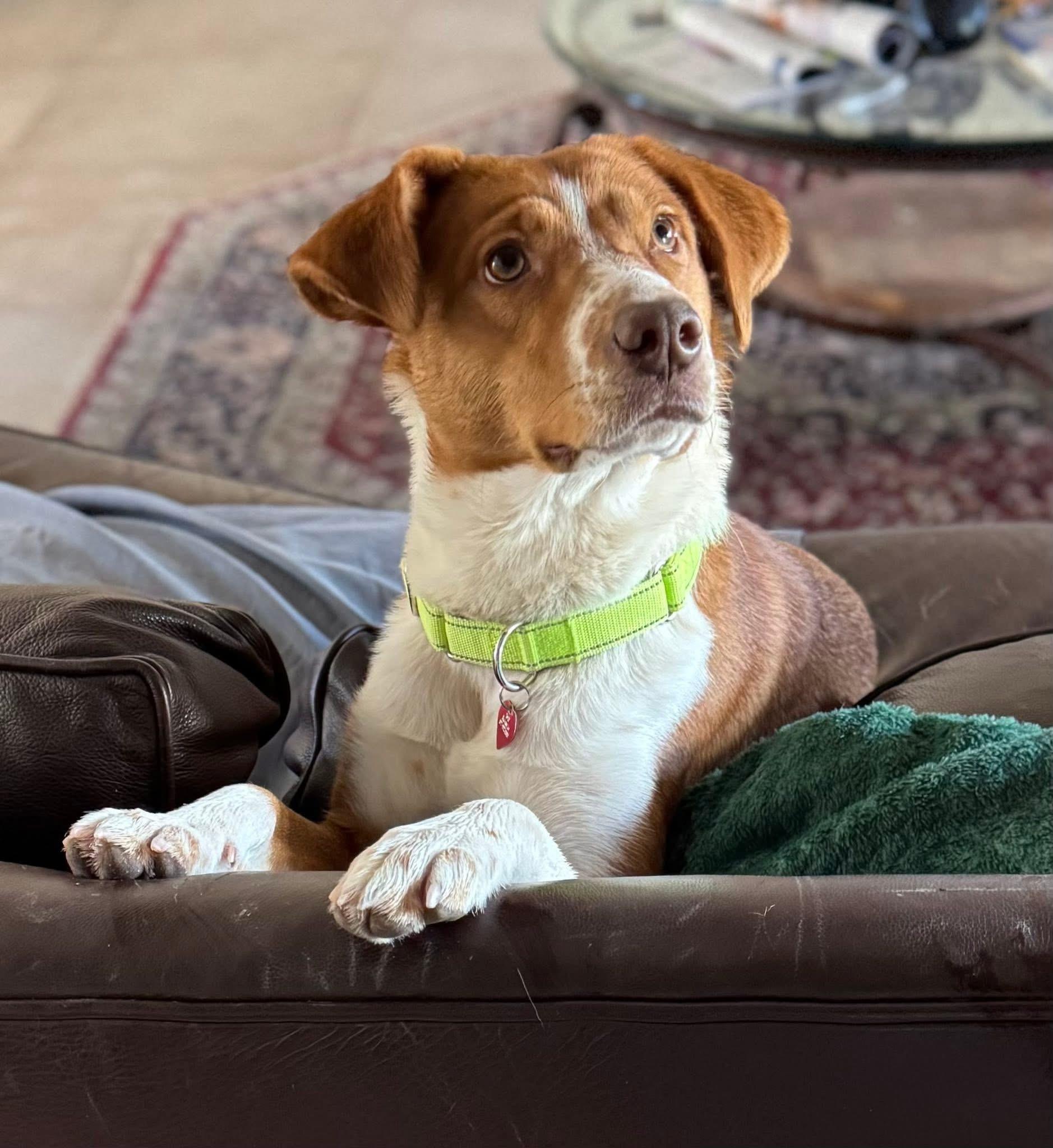 Enlarge Mocha, an adopted mixed breed in Keller, TX image 4/5