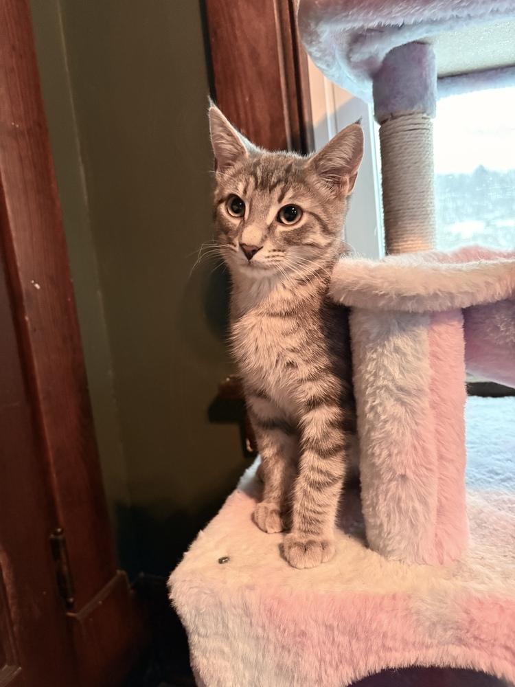 Jack, Adoptable, Kitten Male Domestic Short Hair & Tabby.