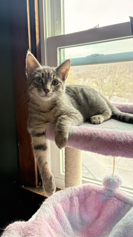 Enlarge Jack, a Adoptable mixed breed in Greensburg, PA image 2/4