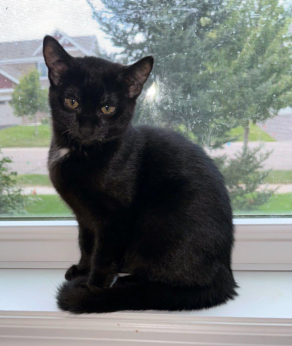 Enlarge Stella, Bella, Oliver, Indy, a Adoptable Domestic Short Hair in White Bear Lake, MN image 2/6