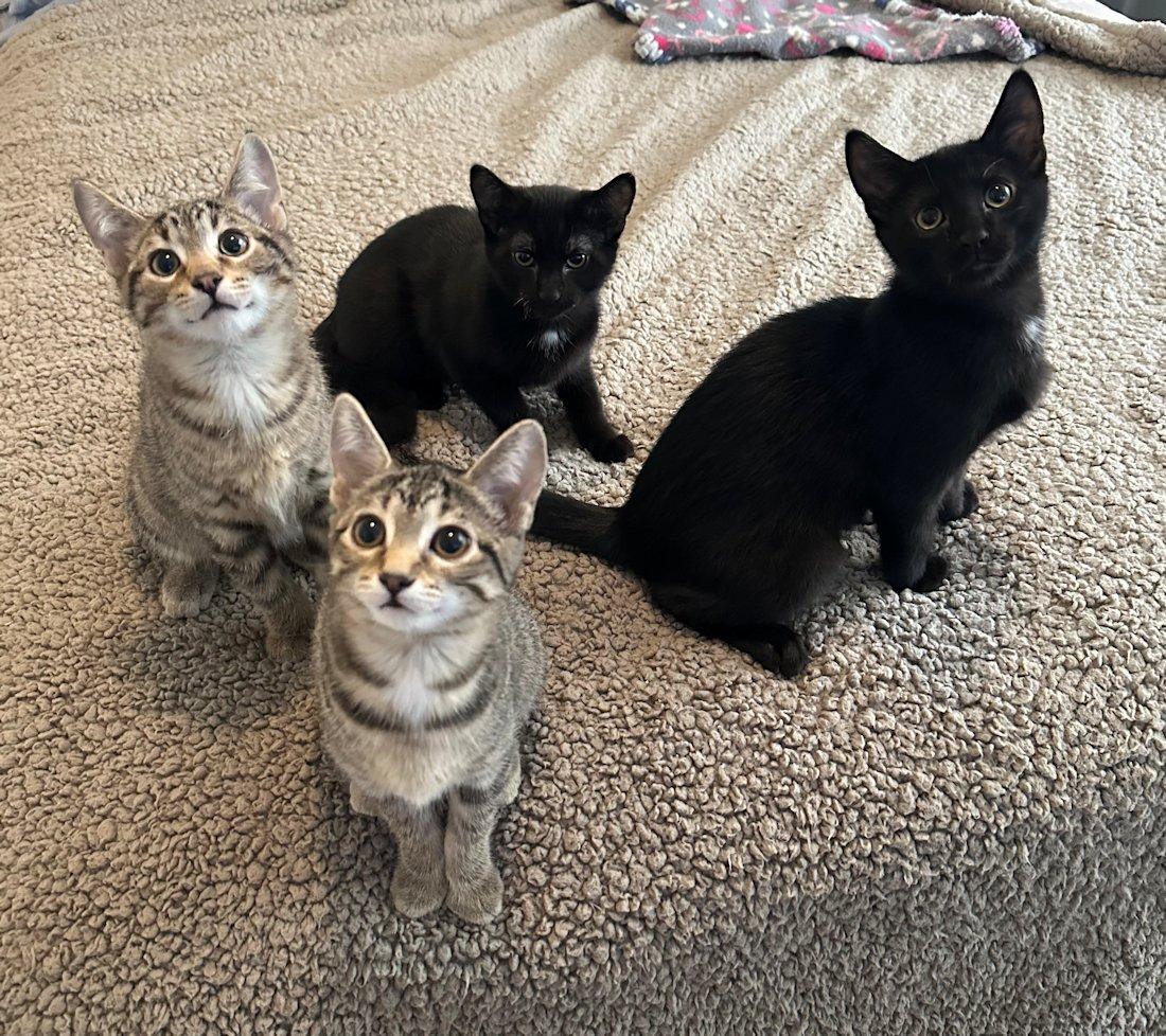 Enlarge Stella, Bella, Oliver, Indy, a Adoptable Domestic Short Hair in White Bear Lake, MN image 5/6
