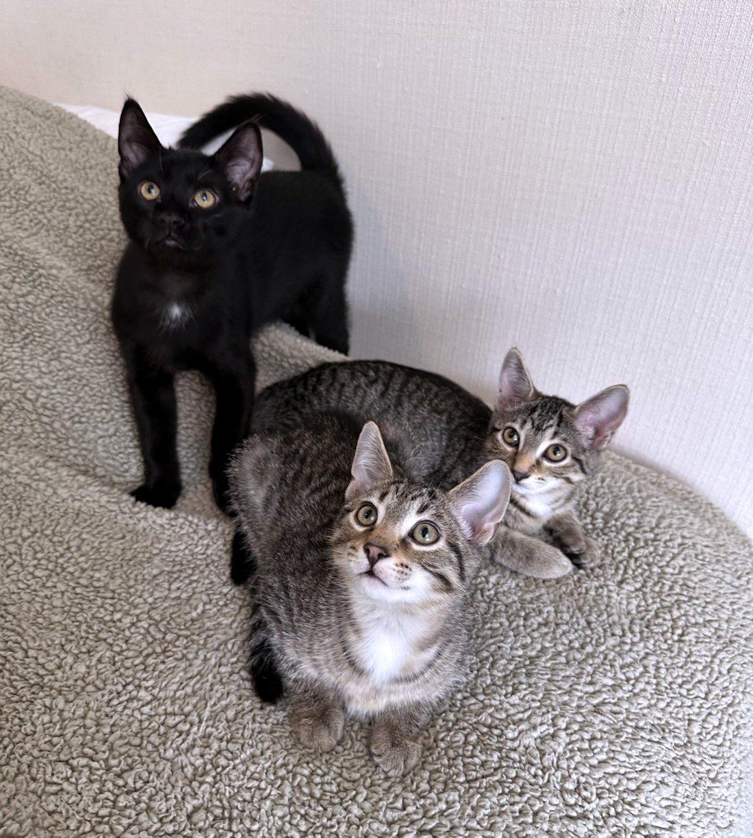 Enlarge Stella, Bella, Oliver, Indy, a Adoptable Domestic Short Hair in White Bear Lake, MN image 6/6