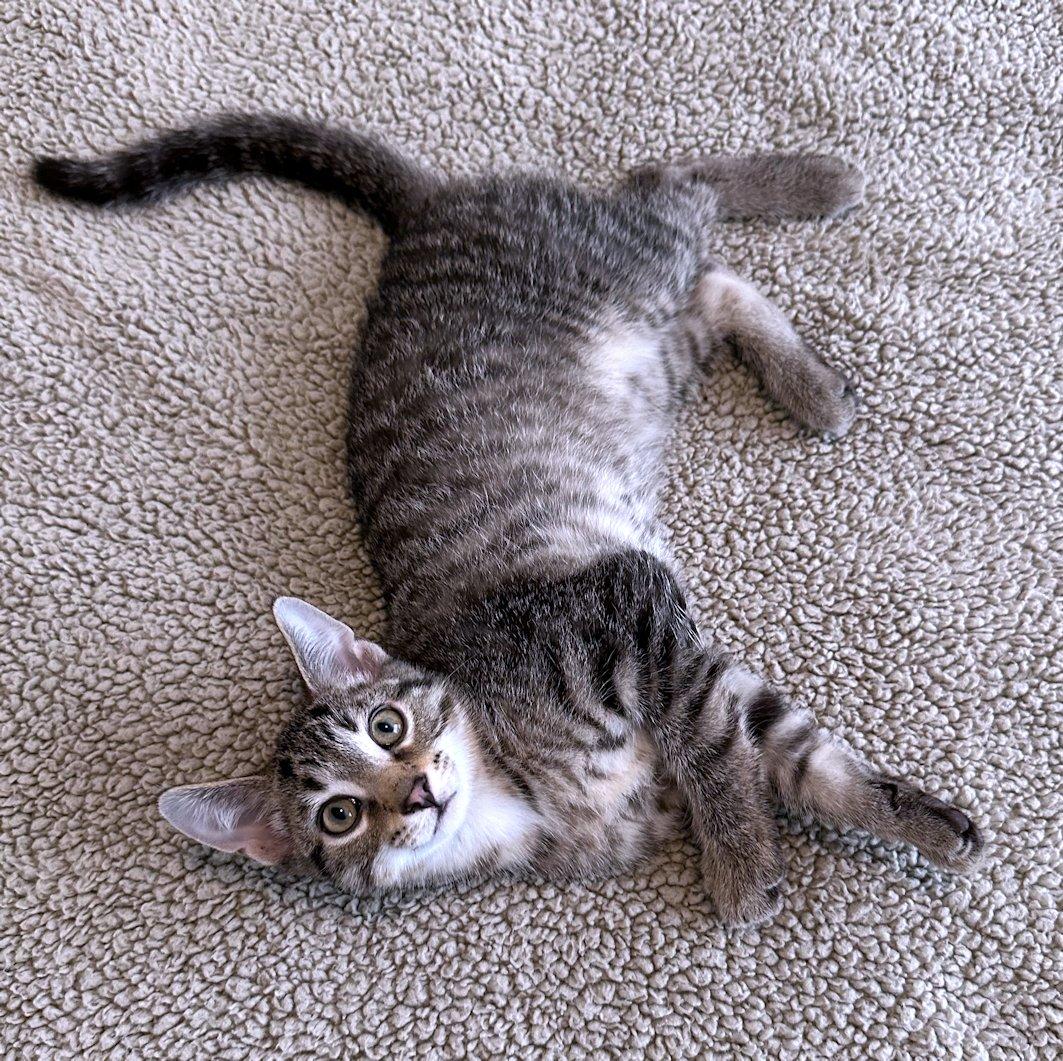 Enlarge Stella, Bella, Oliver, Indy, a Adoptable Domestic Short Hair in White Bear Lake, MN image 3/6