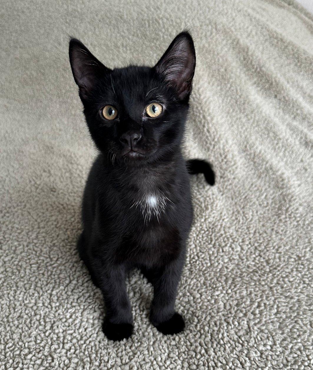 Enlarge Stella, Bella, Oliver, Indy, a Adoptable Domestic Short Hair in White Bear Lake, MN image 4/6