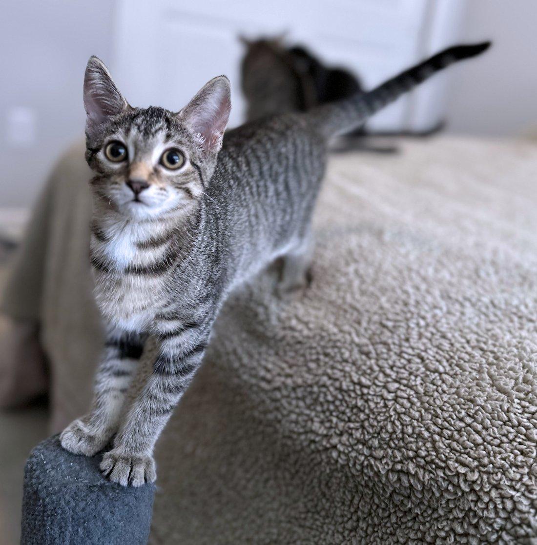 Enlarge Stella, Bella, Oliver, Indy, a Adoptable Domestic Short Hair in White Bear Lake, MN image 1/6