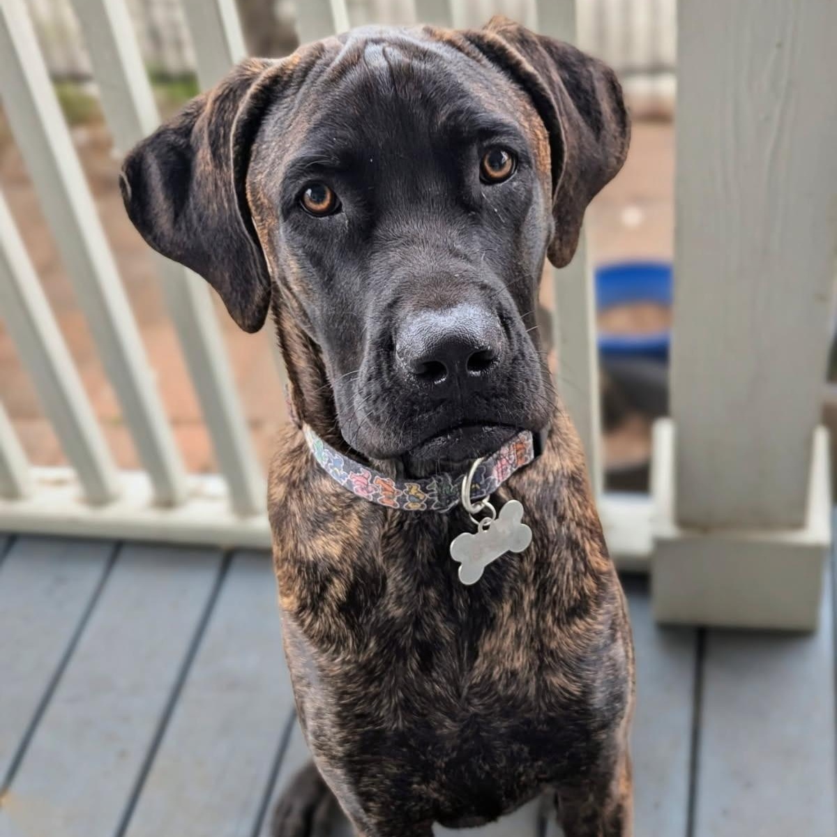 Jer, ADOPTABLE, Young Male Cane Corso.