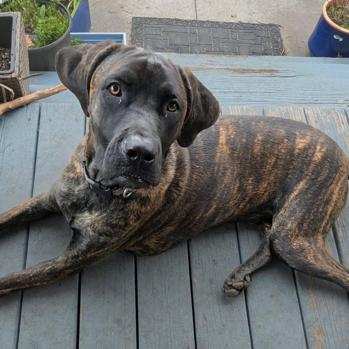 Enlarge Jer, a ADOPTABLE Cane Corso in New Orleans, LA image 2/3