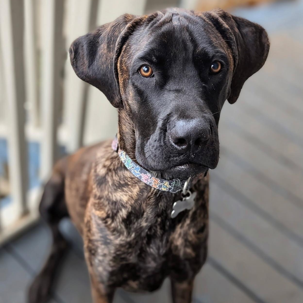 Enlarge Jer, a ADOPTABLE Cane Corso in New Orleans, LA image 3/3