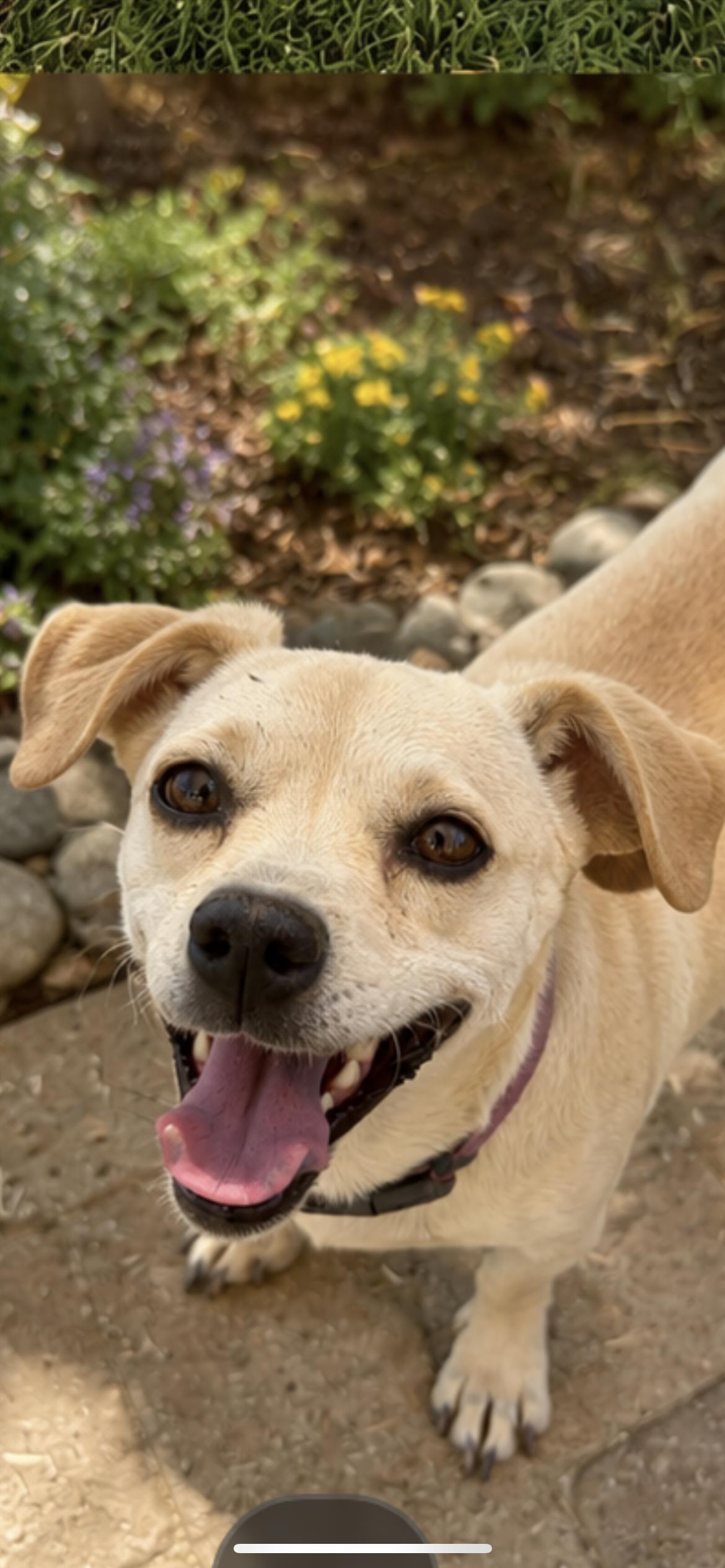 Enlarge Honey, an adopted mixed breed in Hamden, CT image 3/5