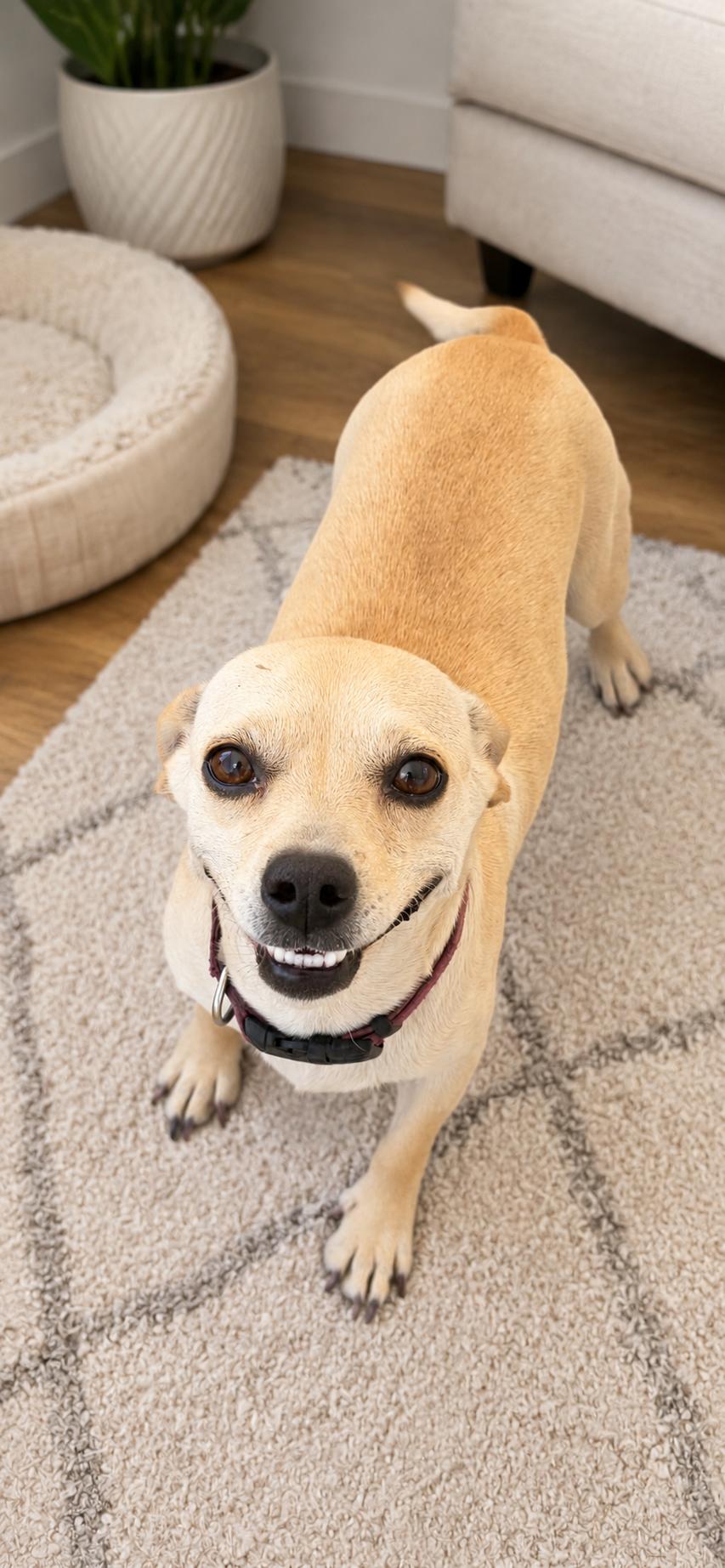 Enlarge Honey, an adopted mixed breed in Hamden, CT image 1/5