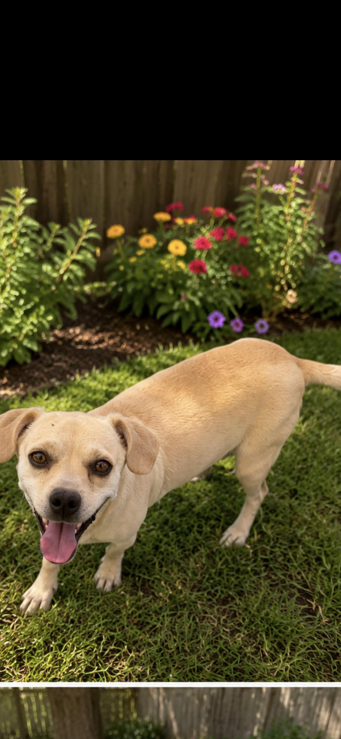 Enlarge Honey, an adopted mixed breed in Hamden, CT image 2/5