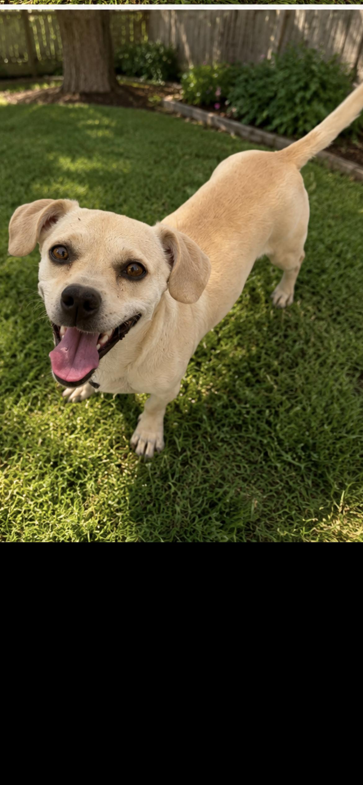 Enlarge Honey, an adopted mixed breed in Hamden, CT image 5/5