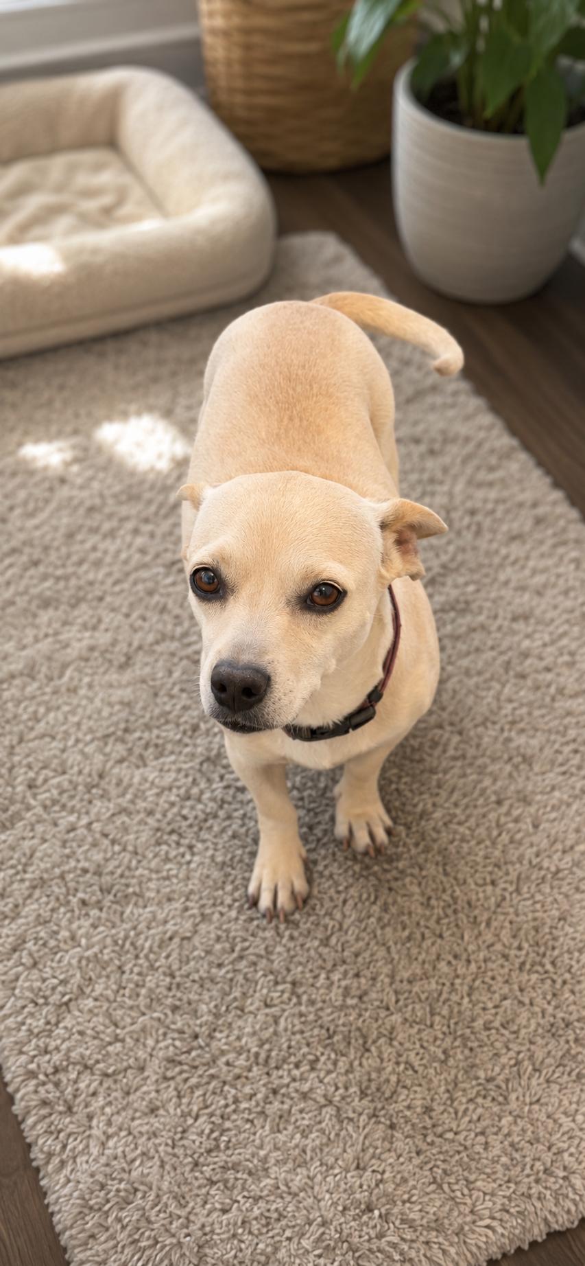 Enlarge Honey, an adopted mixed breed in Hamden, CT image 4/5