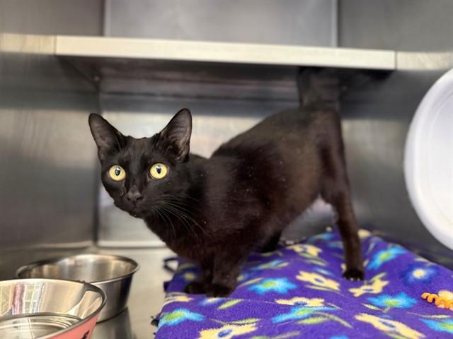 Enlarge QUEENIE, a Adoptable Domestic Short Hair in Antioch, CA image 1/1