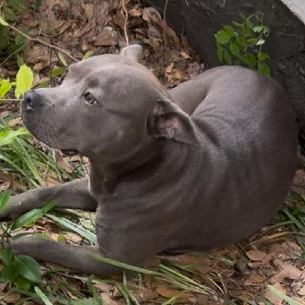 June Bug, Adoptable, Adult Female Pit Bull Terrier & Mixed Breed.