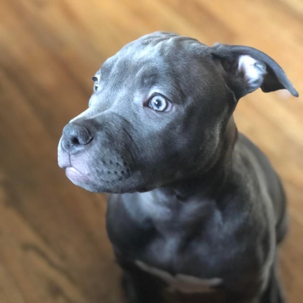 Enlarge June Bug, a Adoptable mixed breed in Birmingham, AL image 2/2