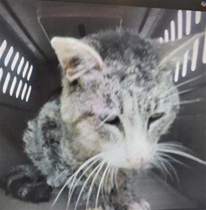 A133560, Adoptable, Senior Male Domestic Short Hair & Domestic Short Hair.