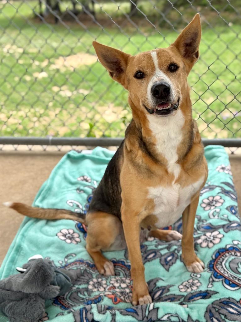 Breezy, Adoptable, Adult Female Terrier.