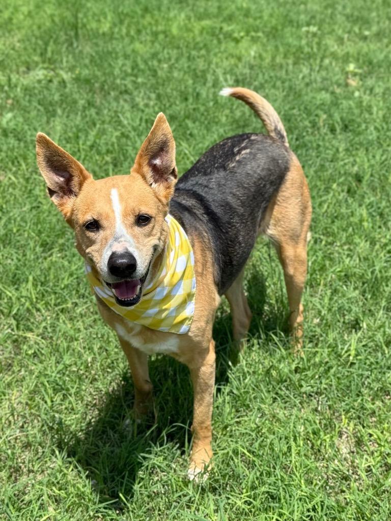 Breezy, a Adoptable Terrier in Canyon Lake, TX image 2/5
