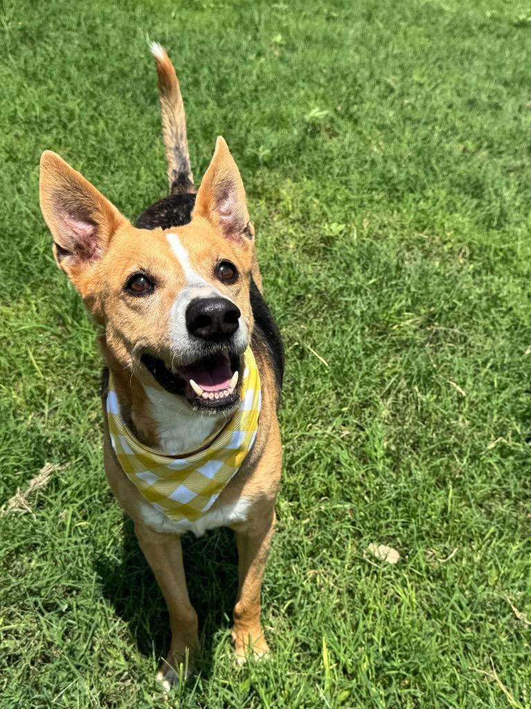 Breezy, a Adoptable Terrier in Canyon Lake, TX image 3/5