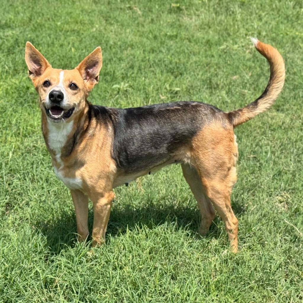 Breezy, a Adoptable Terrier in Canyon Lake, TX image 4/5