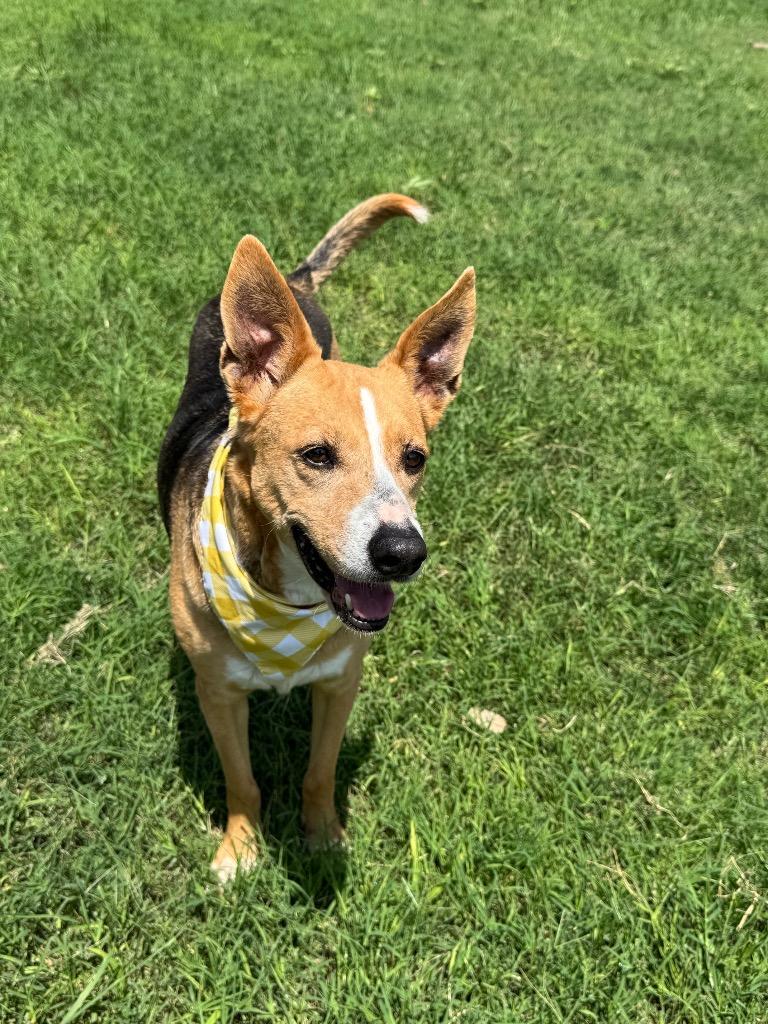 Breezy, a Adoptable Terrier in Canyon Lake, TX image 5/5