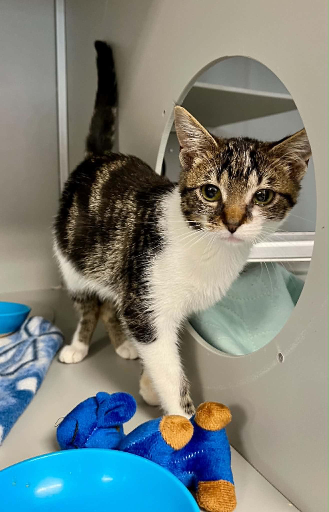 Enlarge Brie, a ADOPTABLE Domestic Short Hair in Moundsville, WV image 1/1