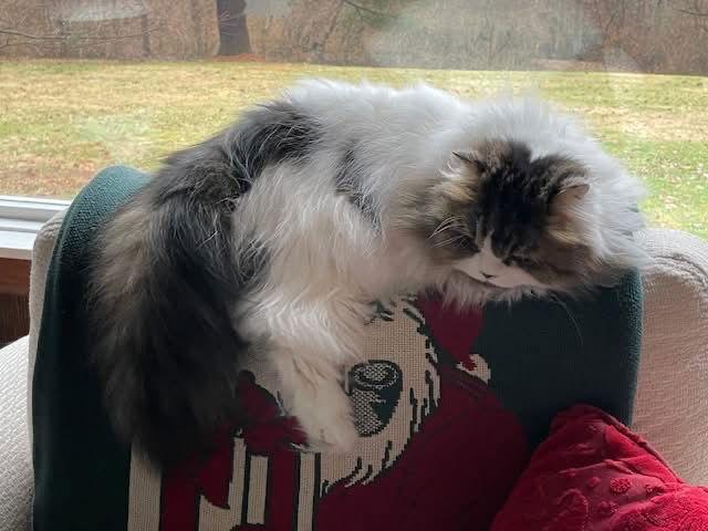 Patches, Adopted, Adult Male Persian.