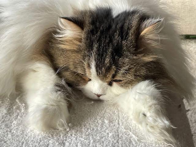 Enlarge Patches, a Adopted Persian in Germantown, OH image 2/3