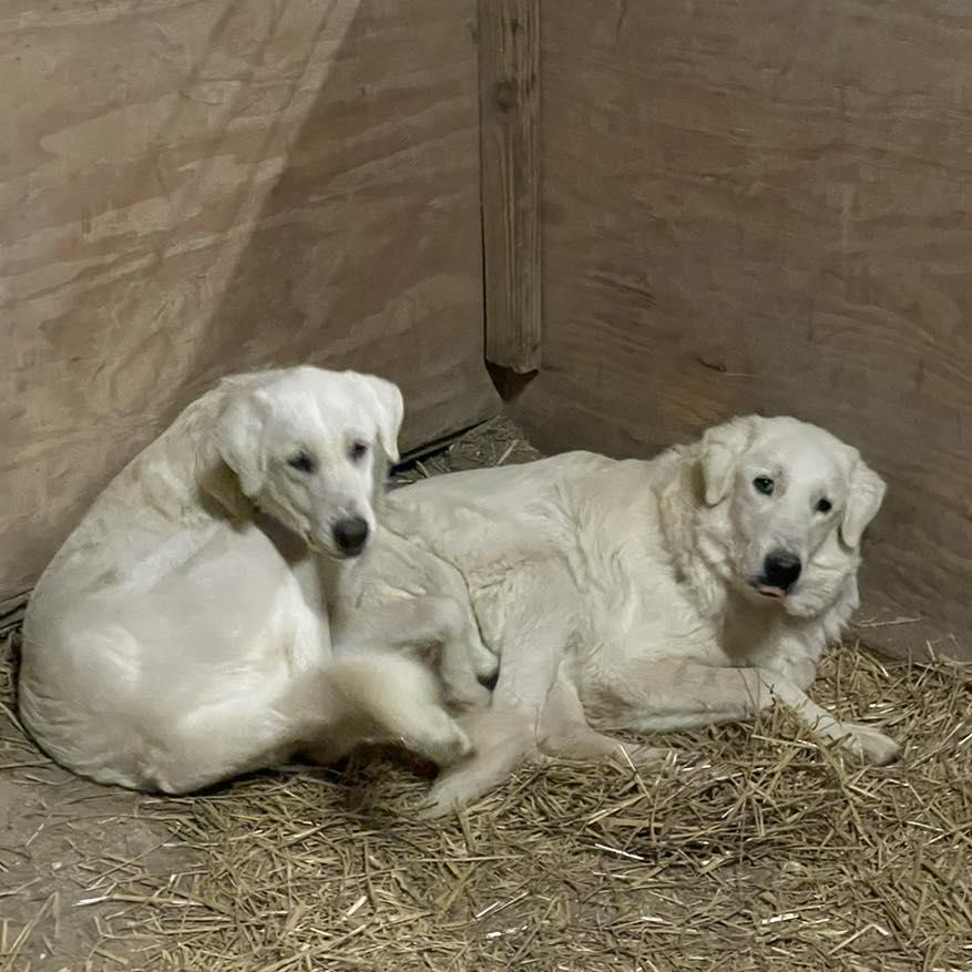 Corbin, Adoptable, Puppy Male Great Pyrenees & Akbash.