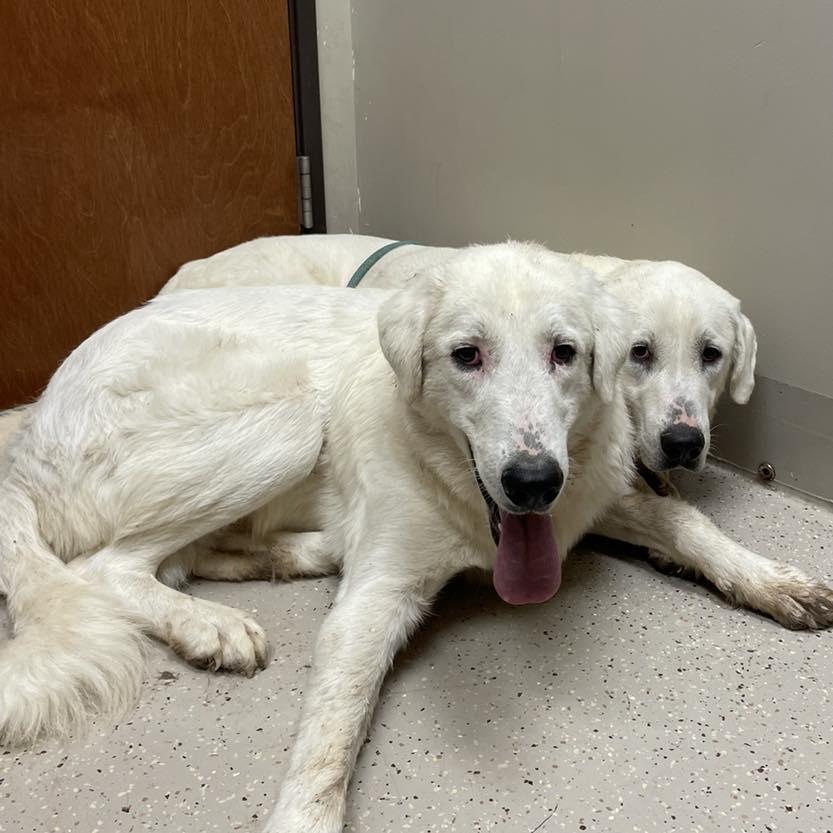 Enlarge Corbin, a Adoptable mixed breed in Whitewright, TX image 2/3