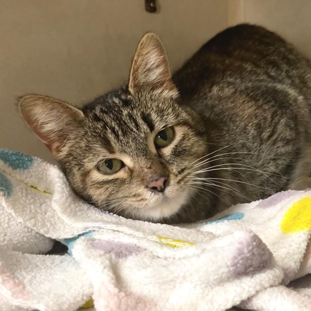 DARLENE, a Adoptable mixed breed in Battle Creek, MI image 1/2