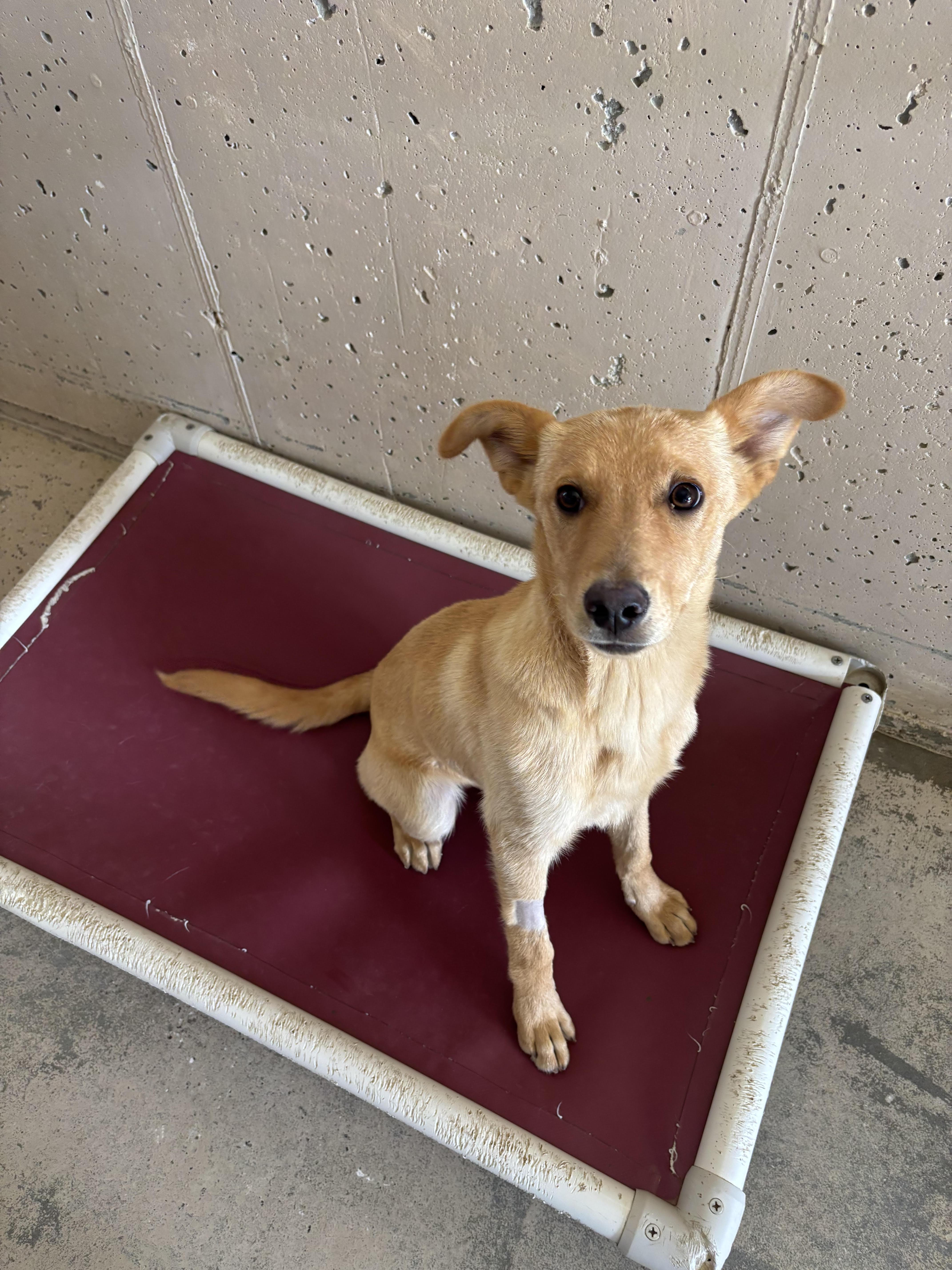 Luke, an adoptable Mixed Breed in Rock Springs, WY, 82901 | Photo Image 1