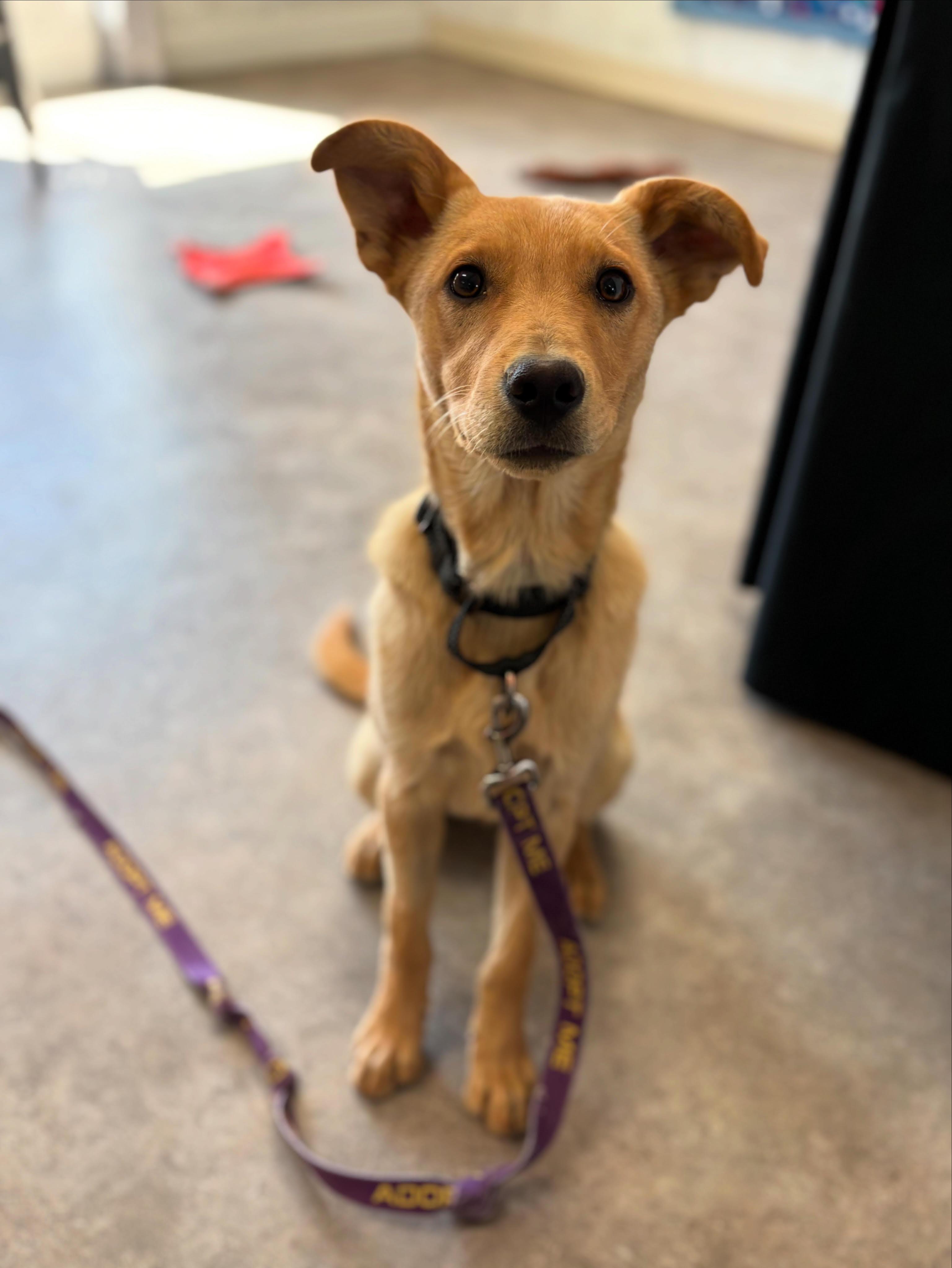 Luke, an adoptable Mixed Breed in Rock Springs, WY, 82901 | Photo Image 1