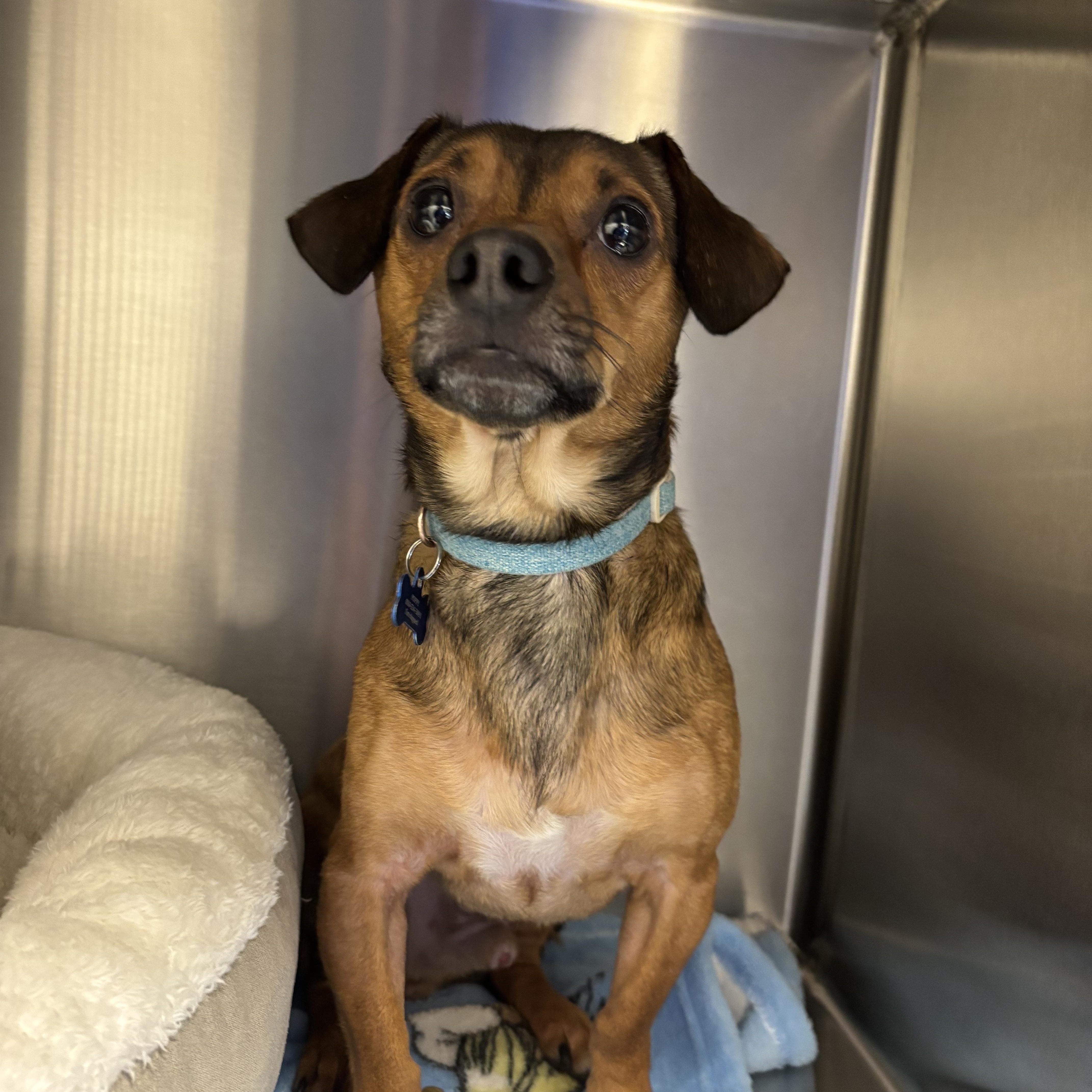 Enlarge Poppy, an adopted Dachshund in Liberty, MO image 1/5