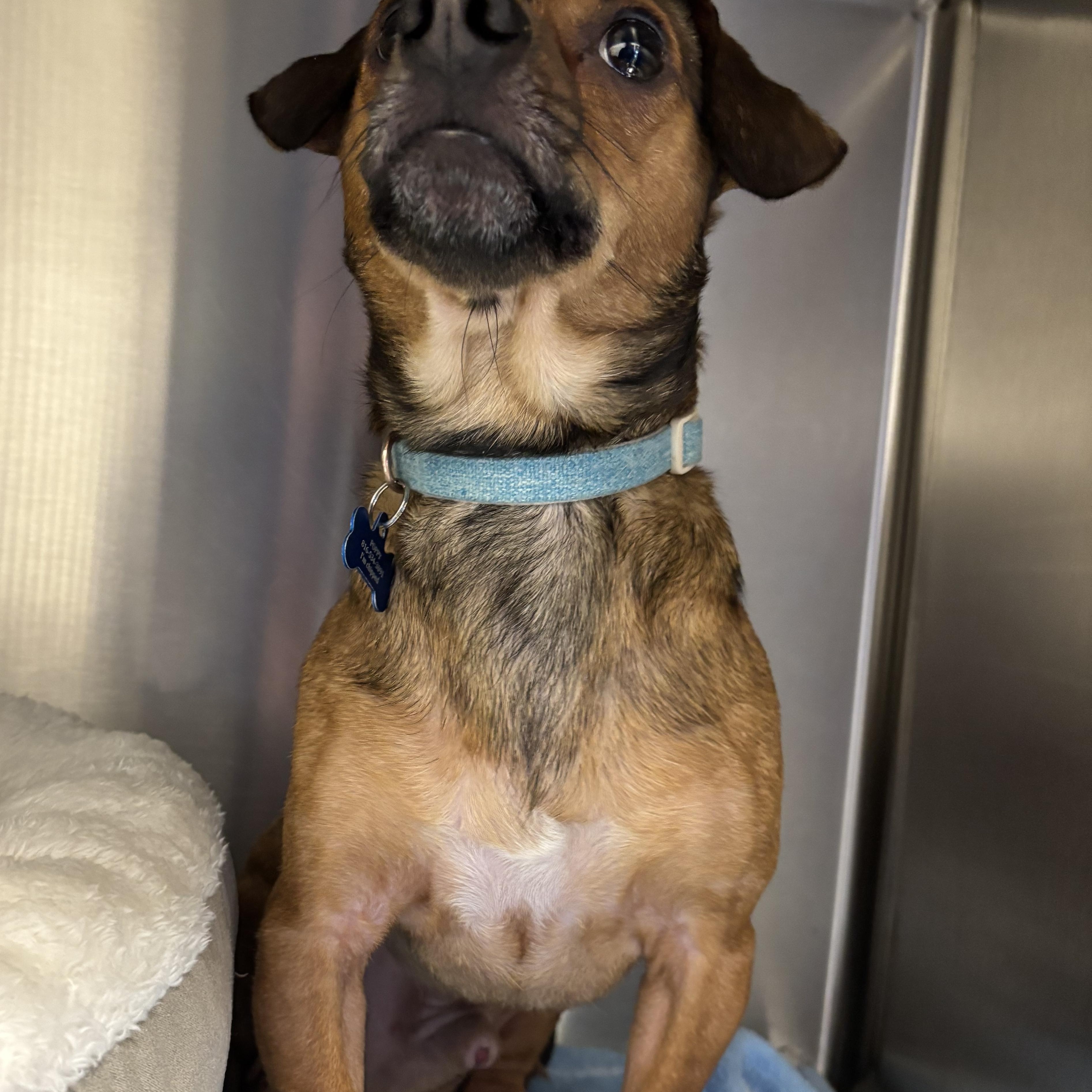 Enlarge Poppy, an adopted Dachshund in Liberty, MO image 2/5