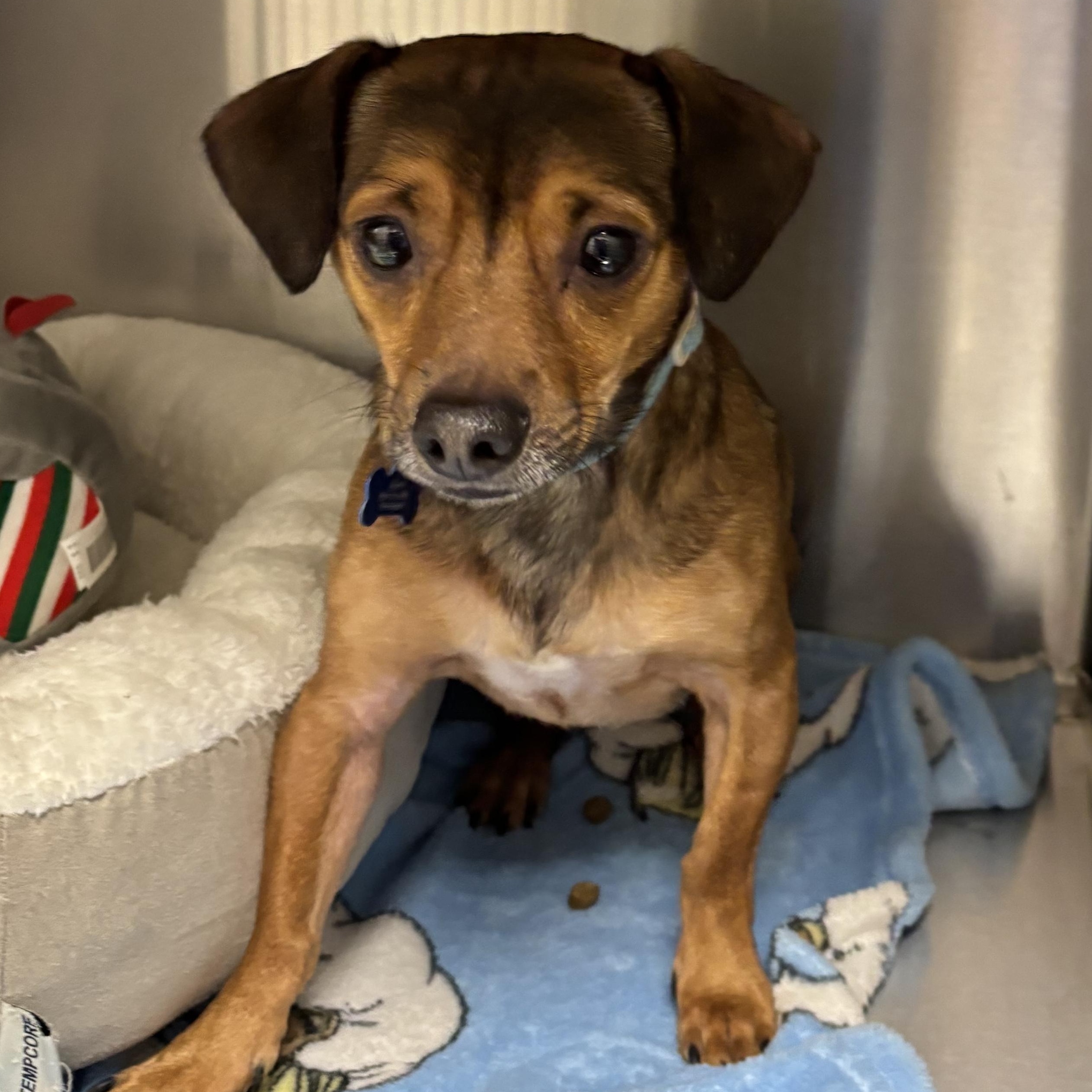 Enlarge Poppy, an adopted Dachshund in Liberty, MO image 3/5