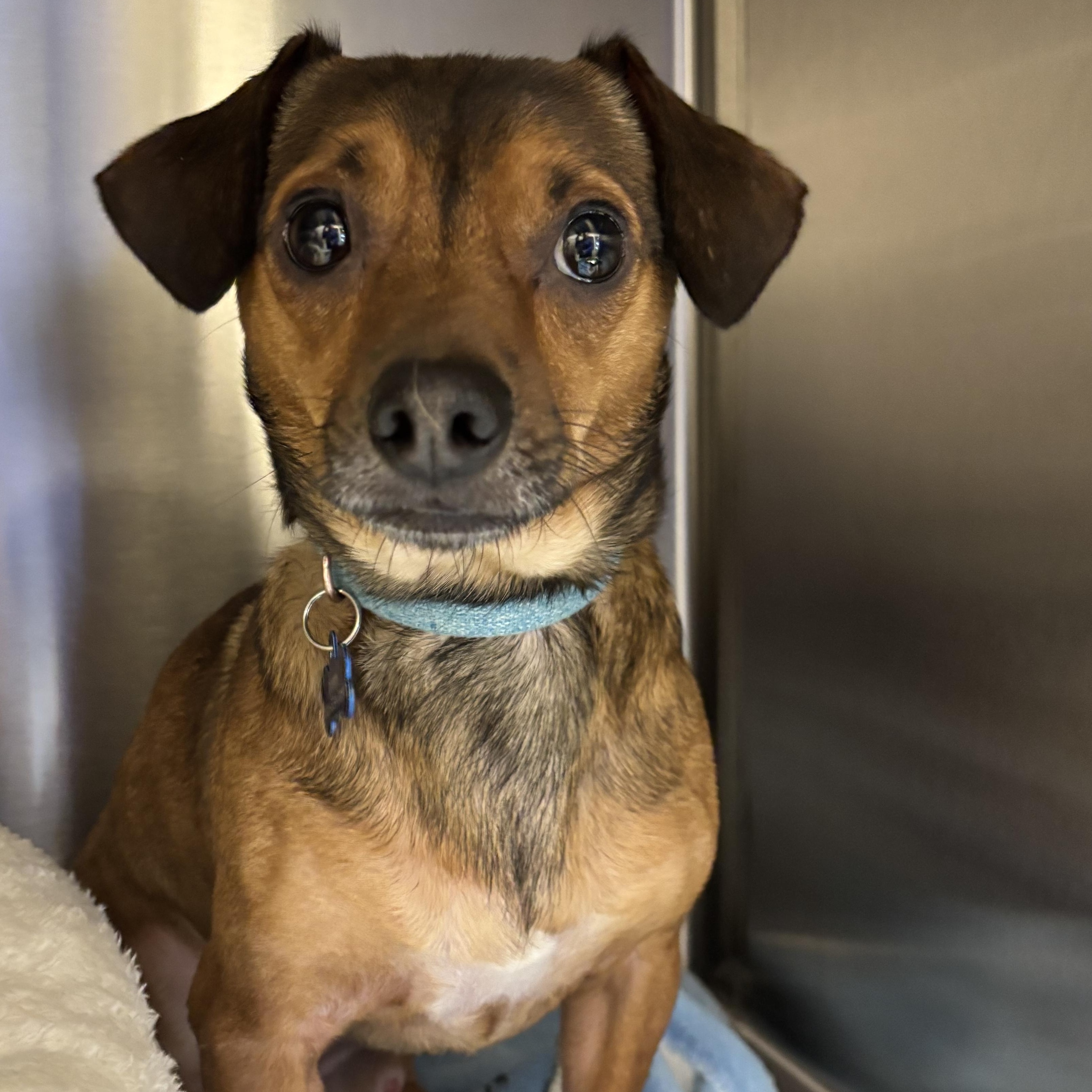 Enlarge Poppy, an adopted Dachshund in Liberty, MO image 5/5