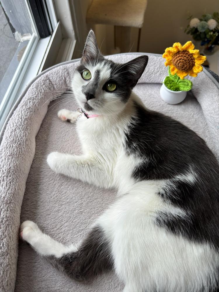 Zara, Adoptable, Adult Female Domestic Short Hair.
